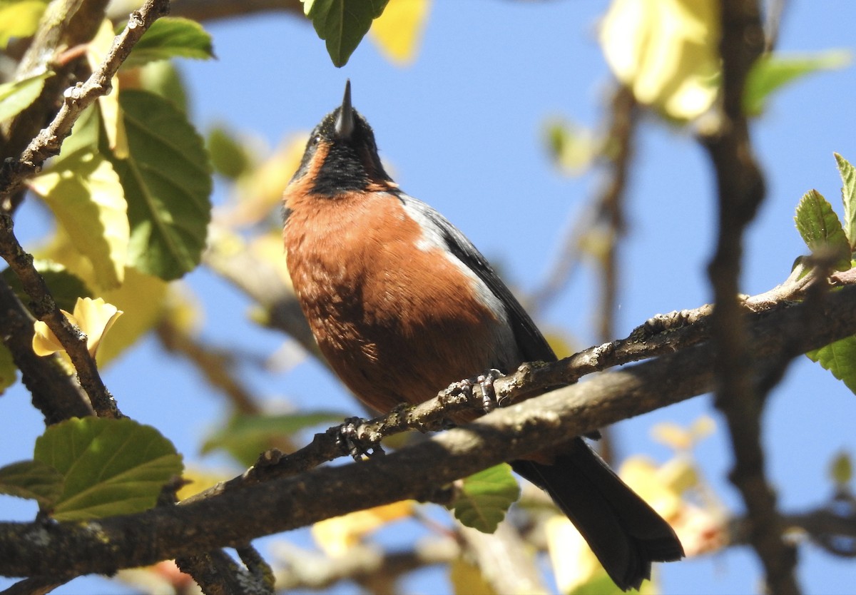 Black-throated Flowerpiercer - ML621902286