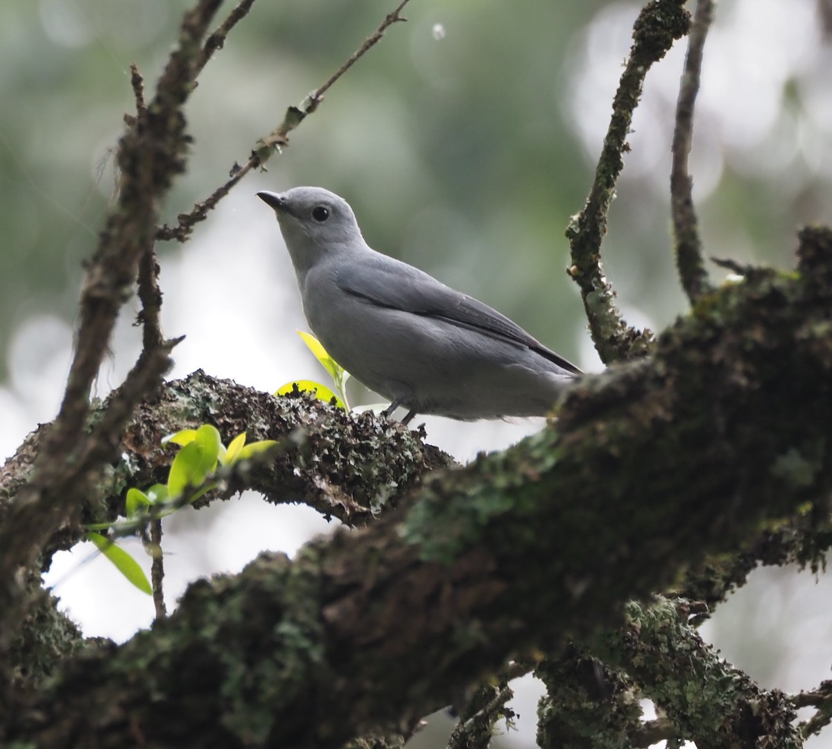 Gray Cuckooshrike - ML621902378