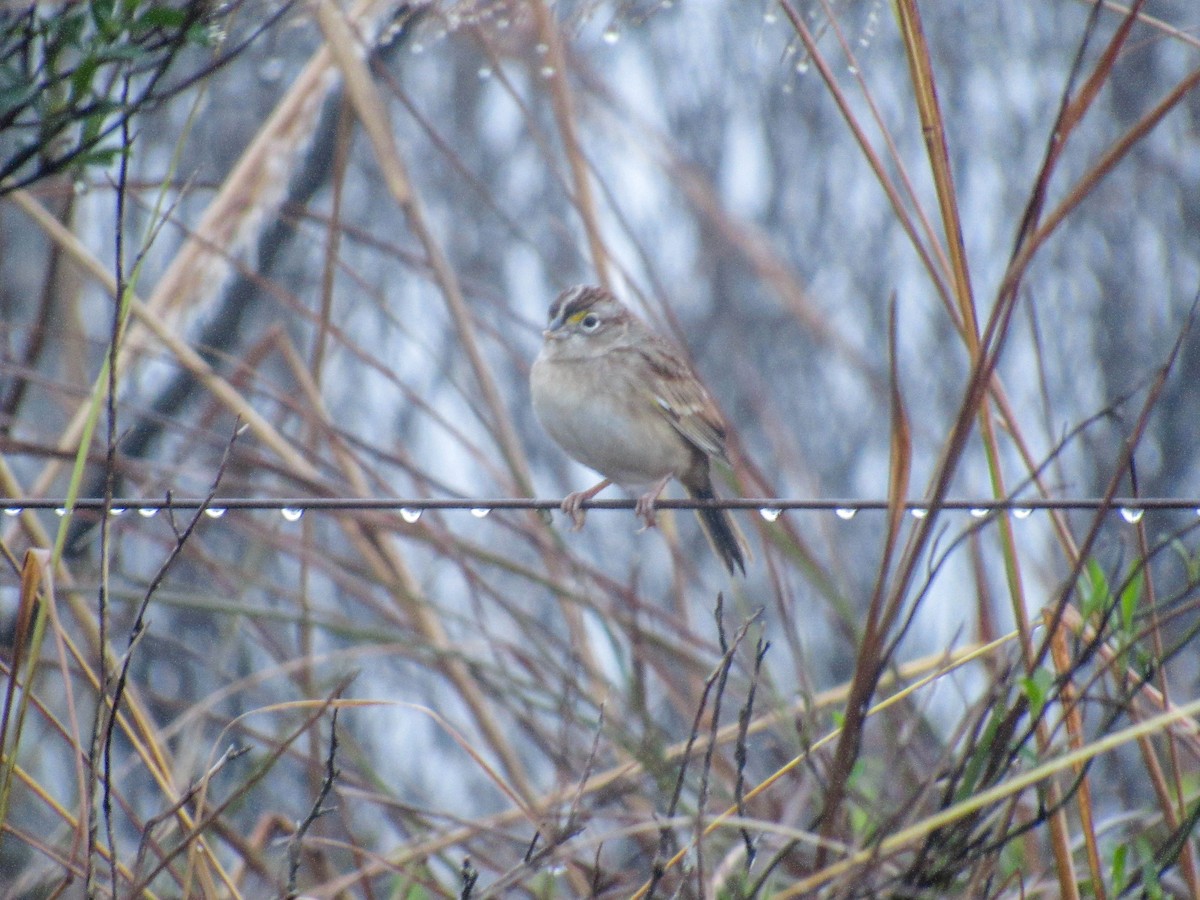 Grassland Sparrow - ML621902559