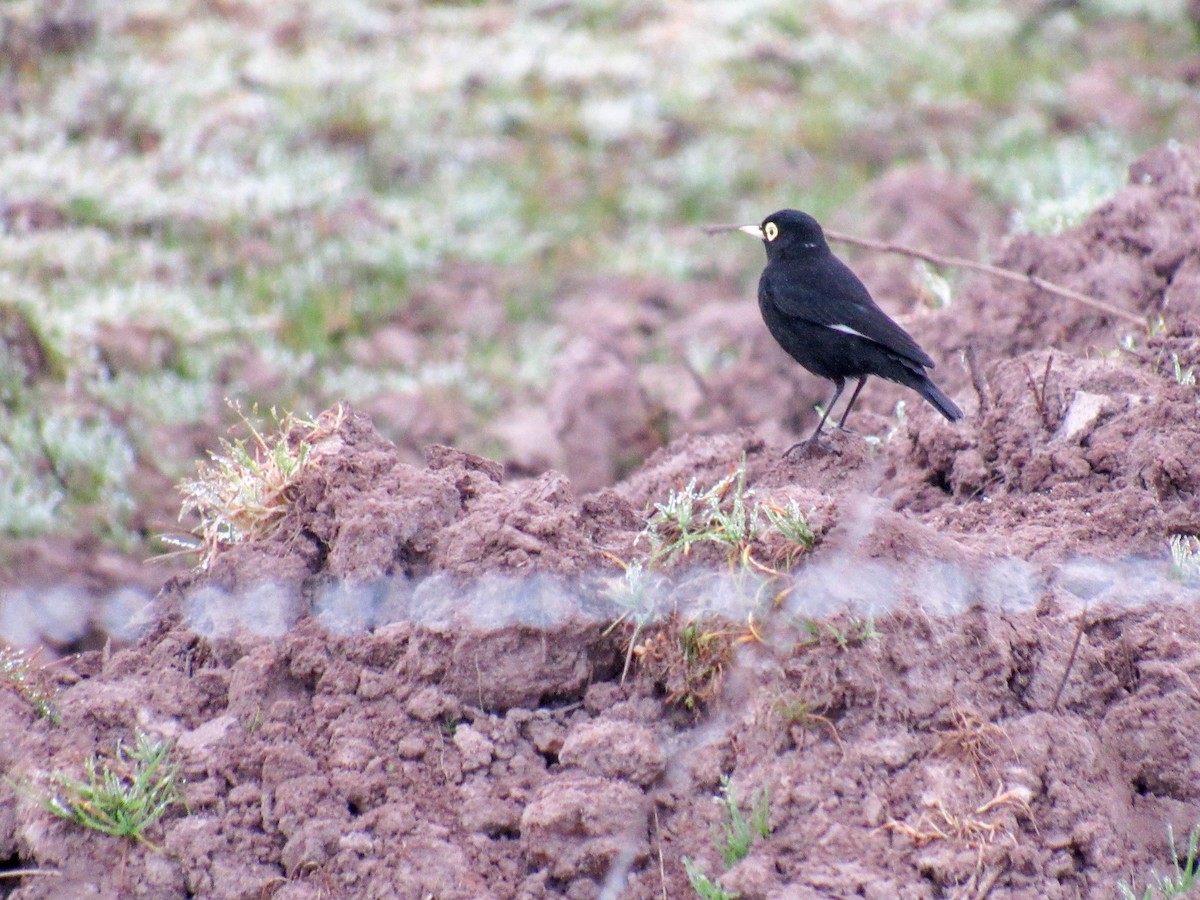 Spectacled Tyrant - ML621902651