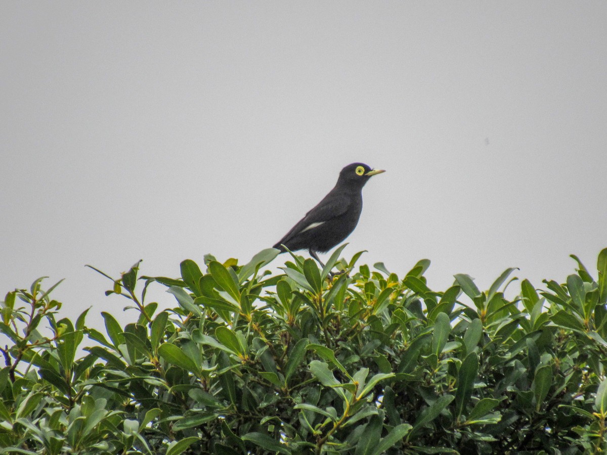 Spectacled Tyrant - ML621902652