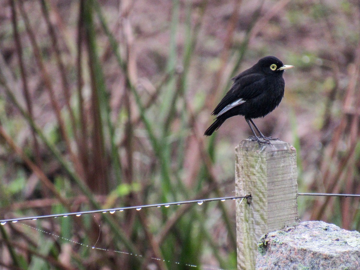 Spectacled Tyrant - ML621902653