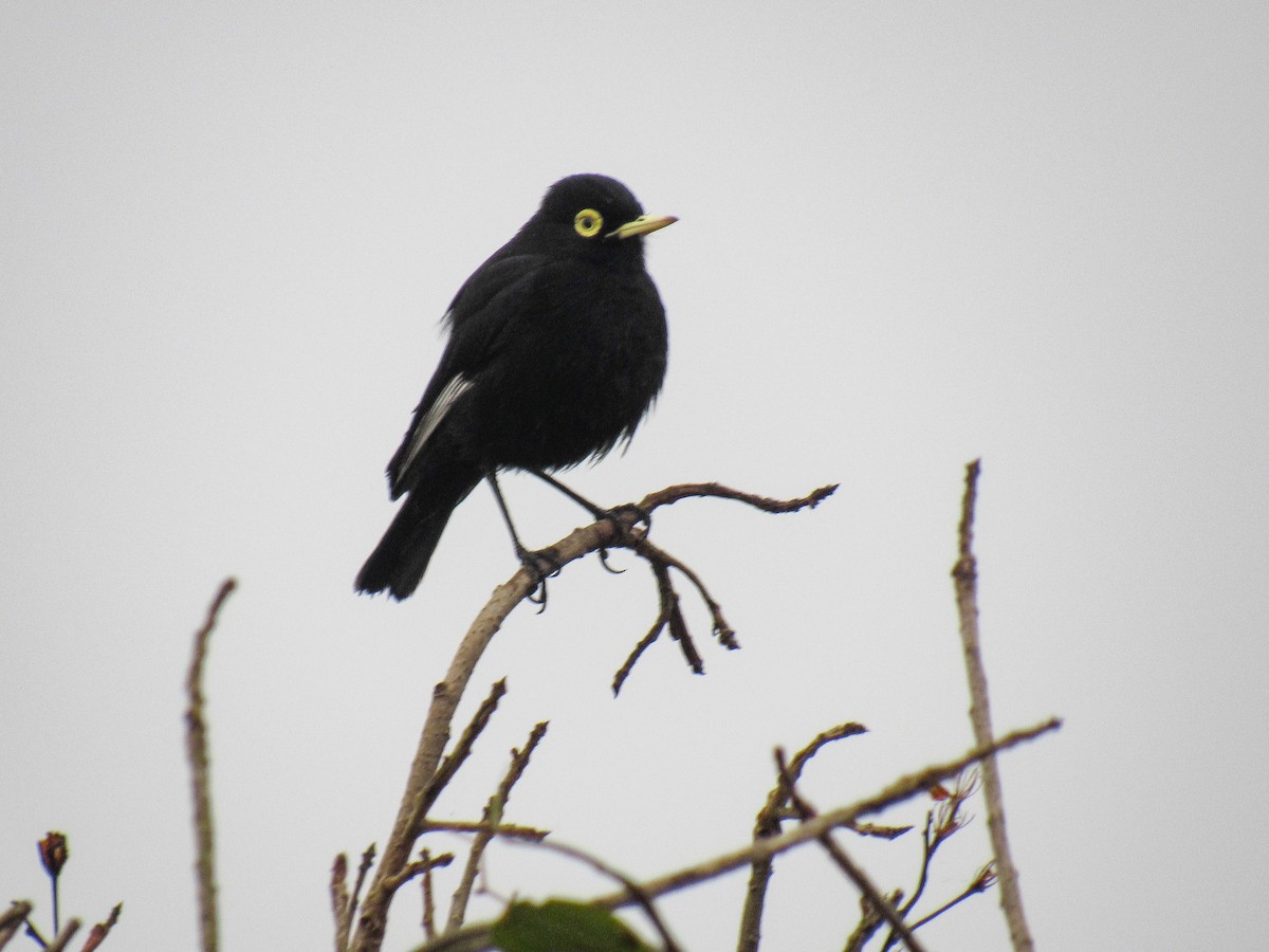 Spectacled Tyrant - ML621902654