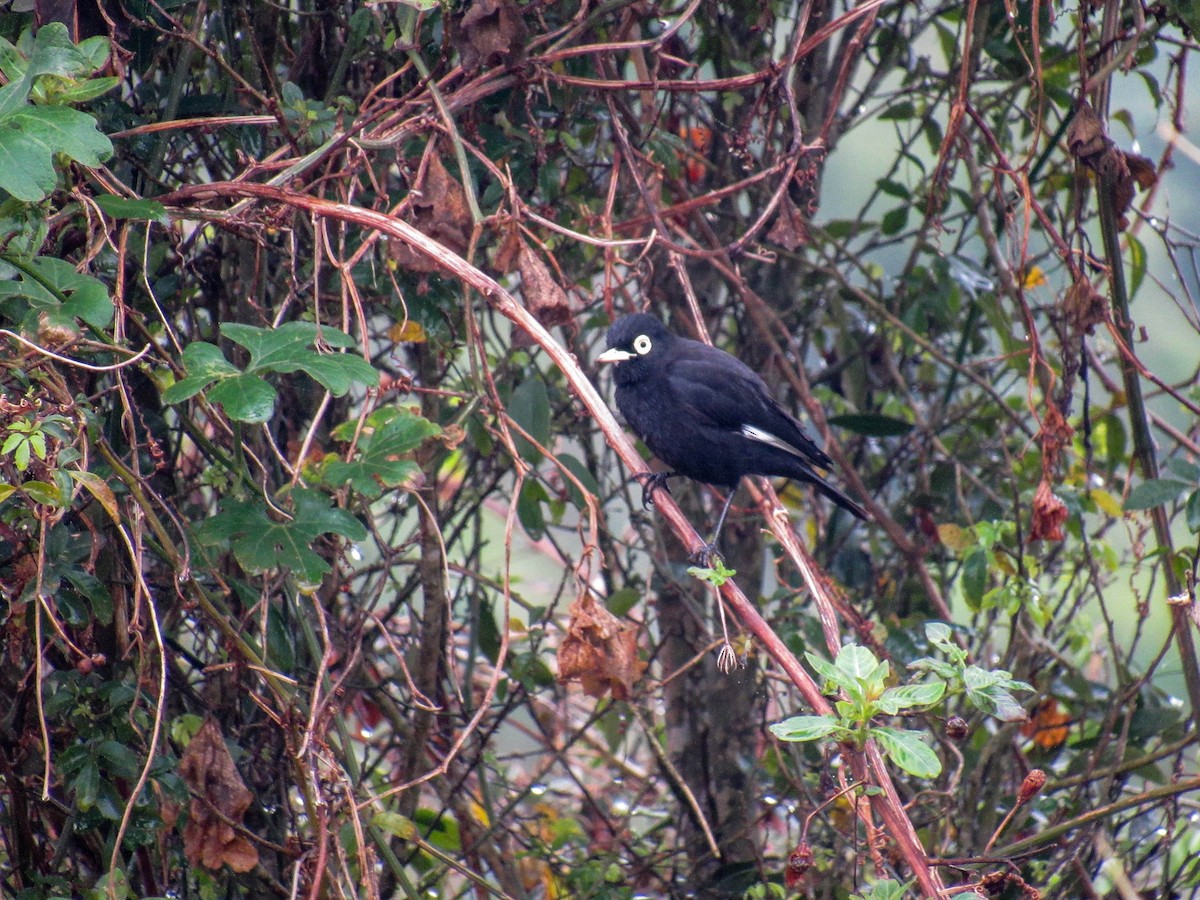 Spectacled Tyrant - ML621902656