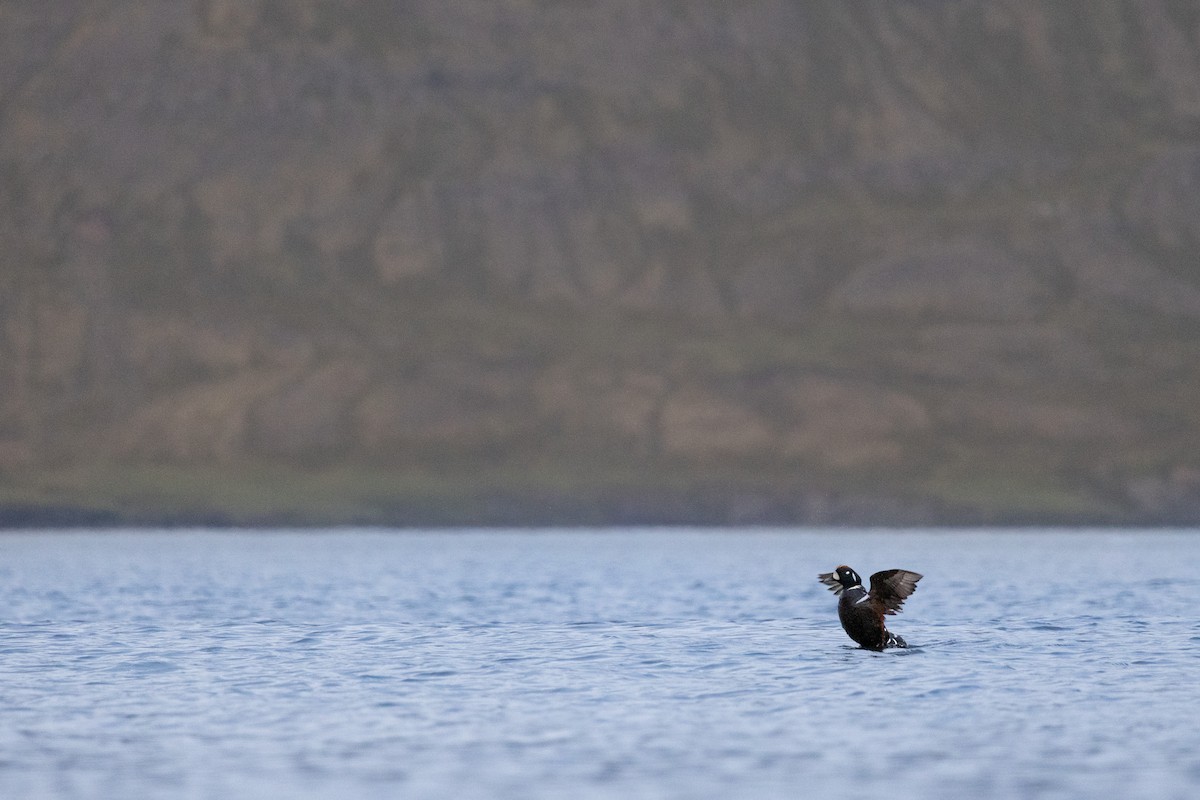 Harlequin Duck - ML621902694