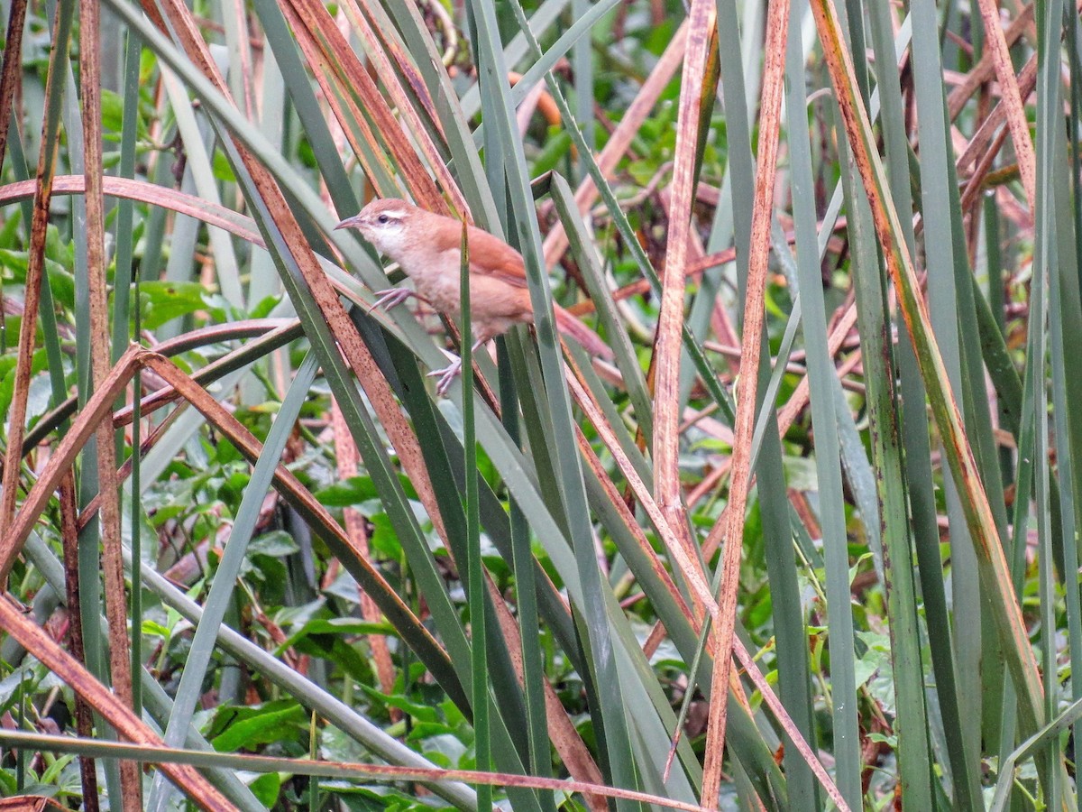 Curve-billed Reedhaunter - ML621902700