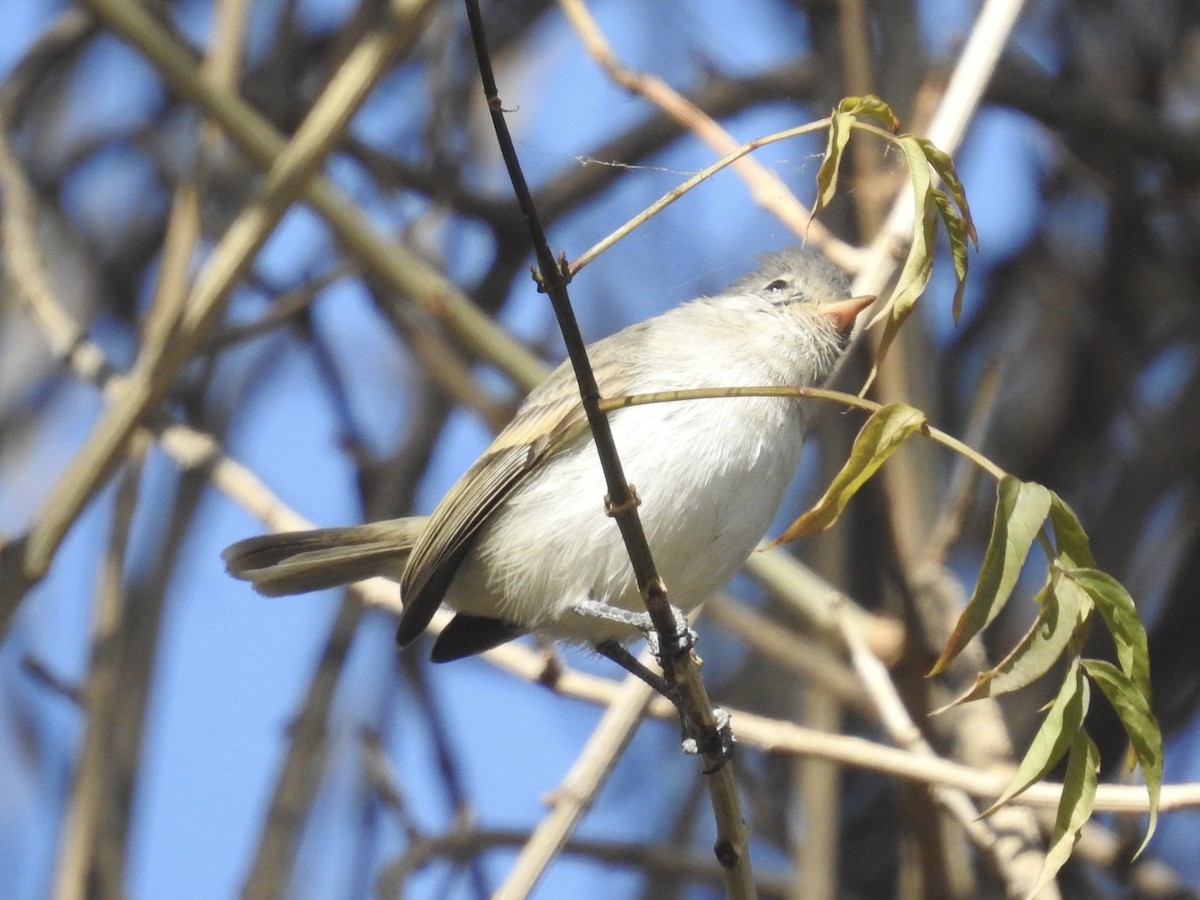 Southern Beardless-Tyrannulet - ML621902792