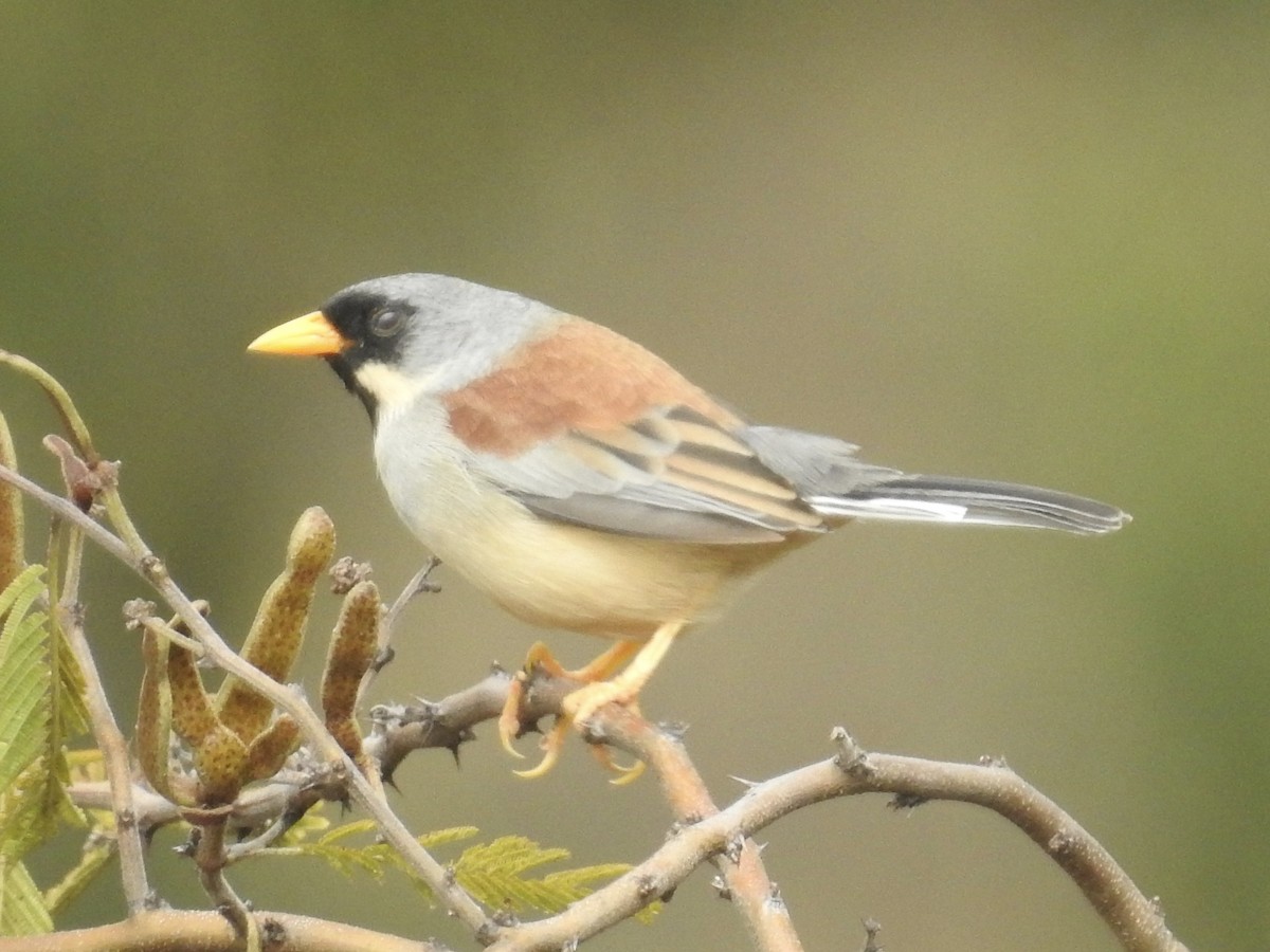 Buff-bridled Inca-Finch - ML621902842