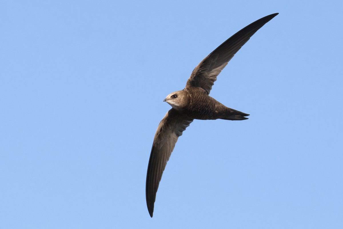 Pallid Swift - ML621903000