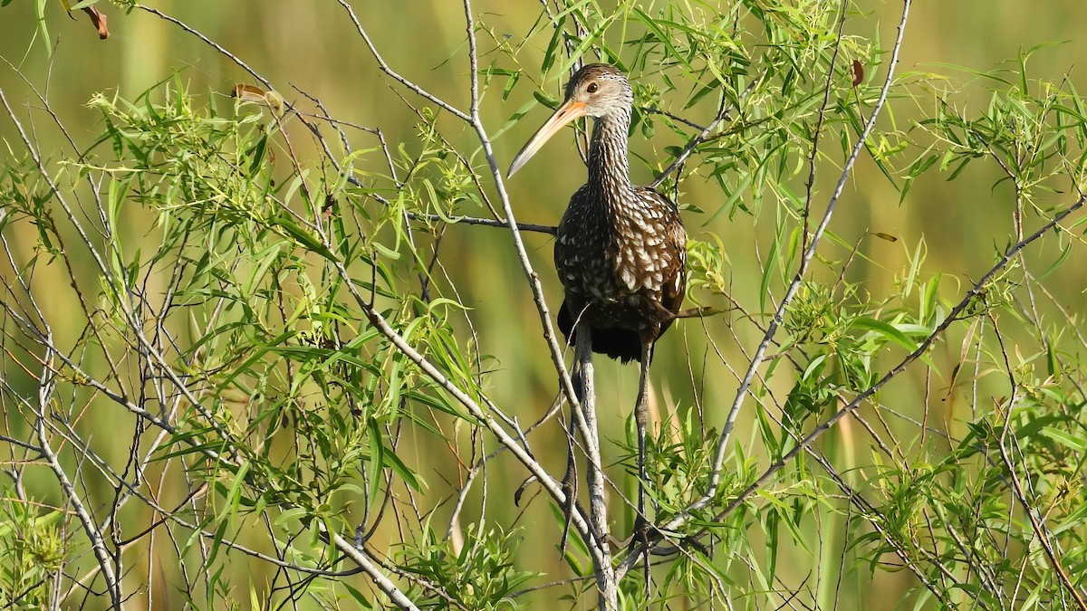 Limpkin - ML621903254