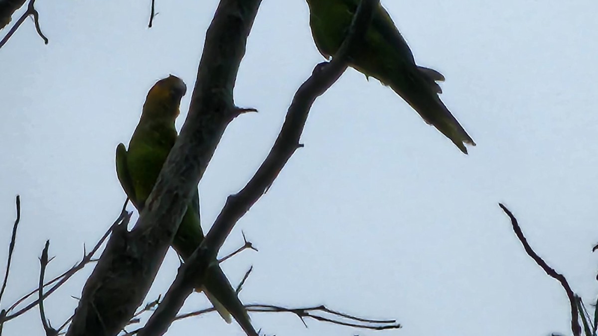 Brown-throated Parakeet - ML621903319