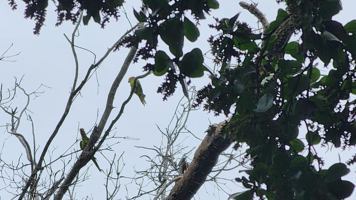 Brown-throated Parakeet - ML621903320