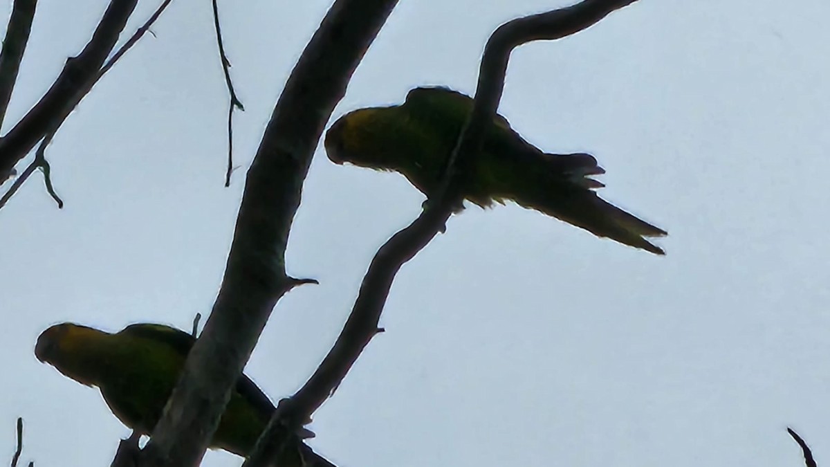 Brown-throated Parakeet - ML621903321