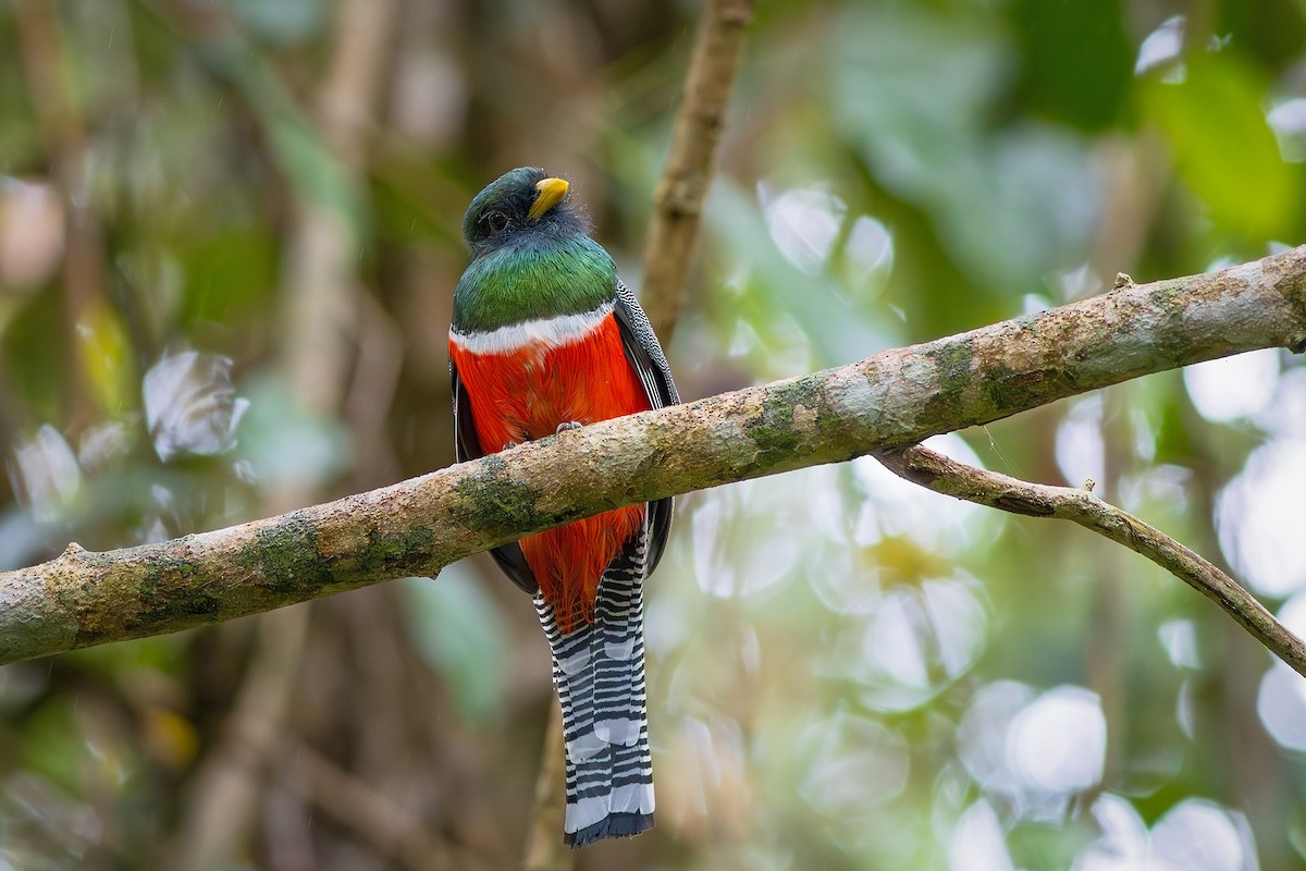 Halkalı Trogon [collaris grubu] - ML621903381