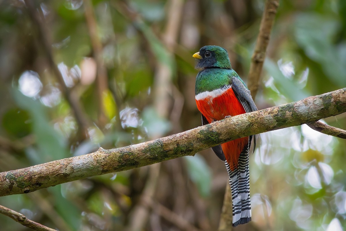 Halkalı Trogon [collaris grubu] - ML621903382