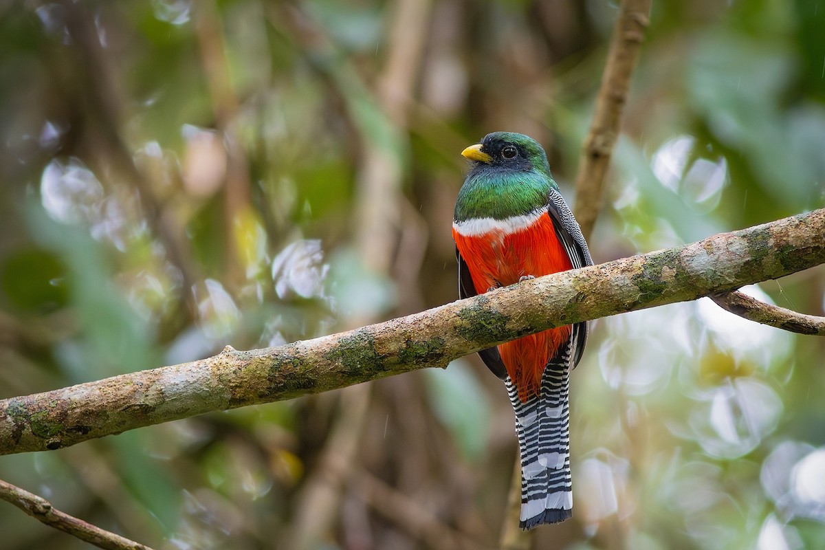 Halkalı Trogon [collaris grubu] - ML621903383