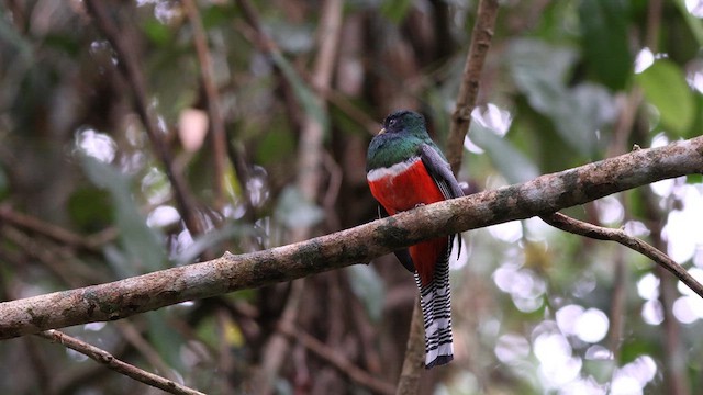 Collared Trogon (Collared) - ML621903395