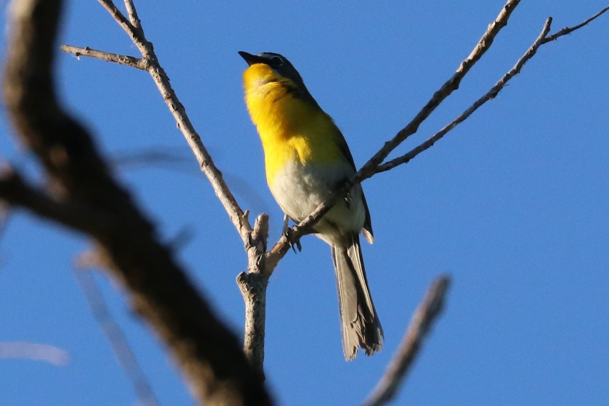 Yellow-breasted Chat - Loch Kilpatrick