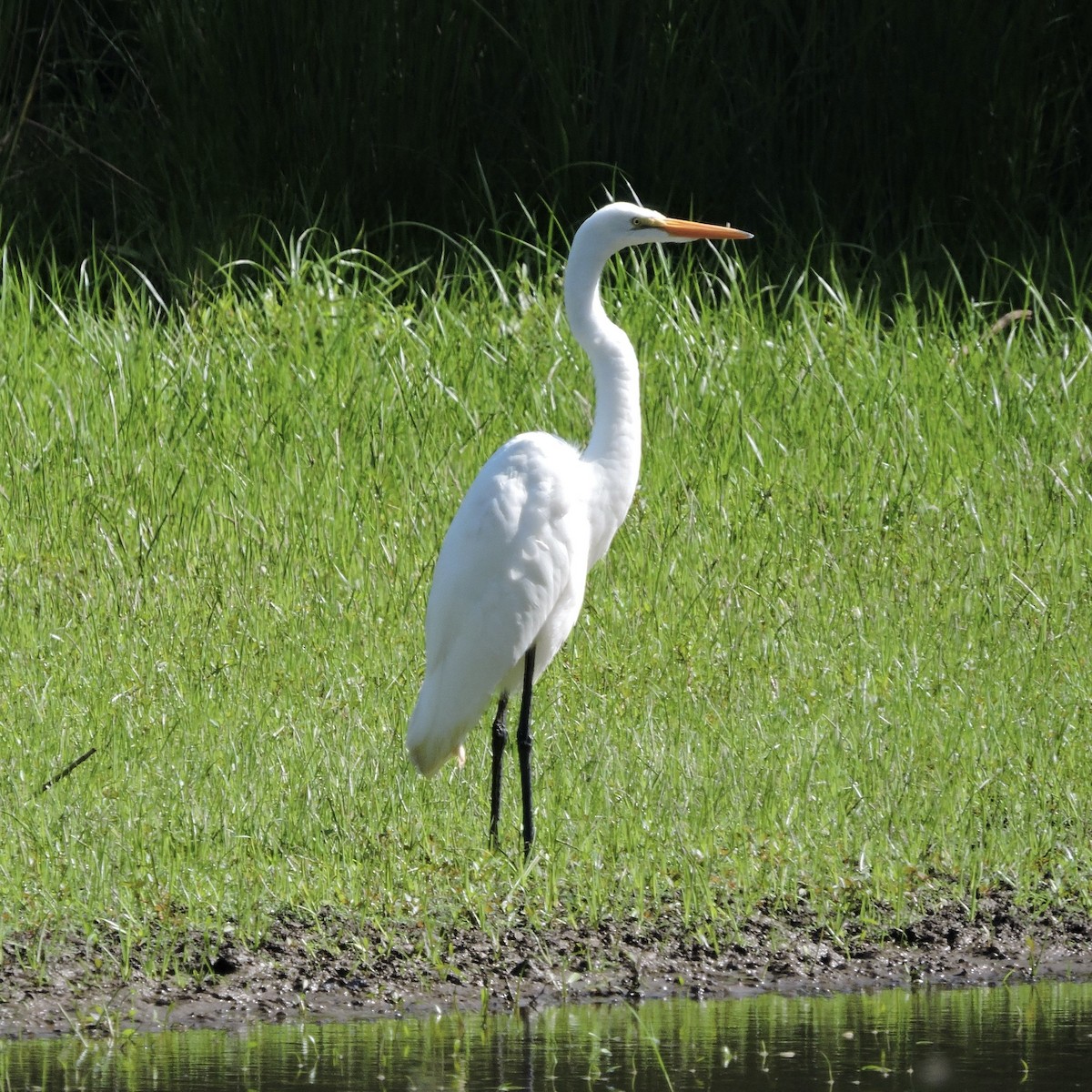 eBird Checklist - 27 Jul 2024 - Loch Raven Reservoir--Paper Mill Flats ...