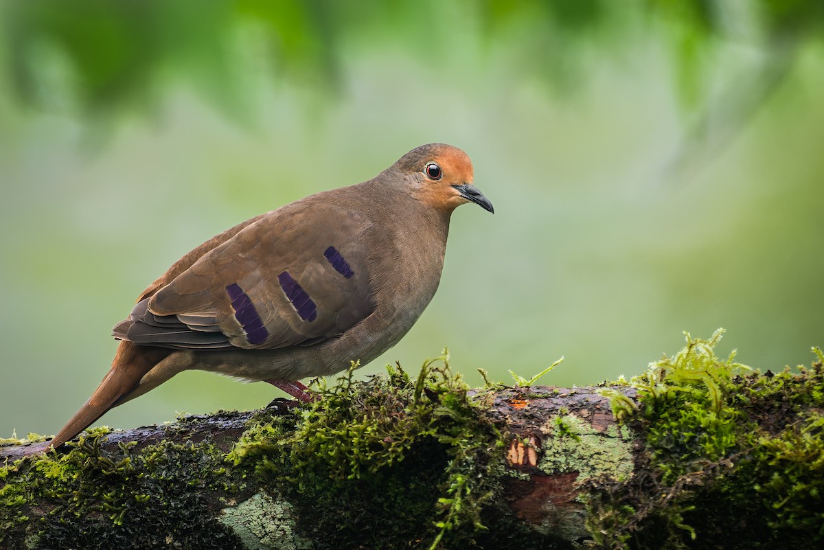 Maroon-chested Ground Dove - ML621903507