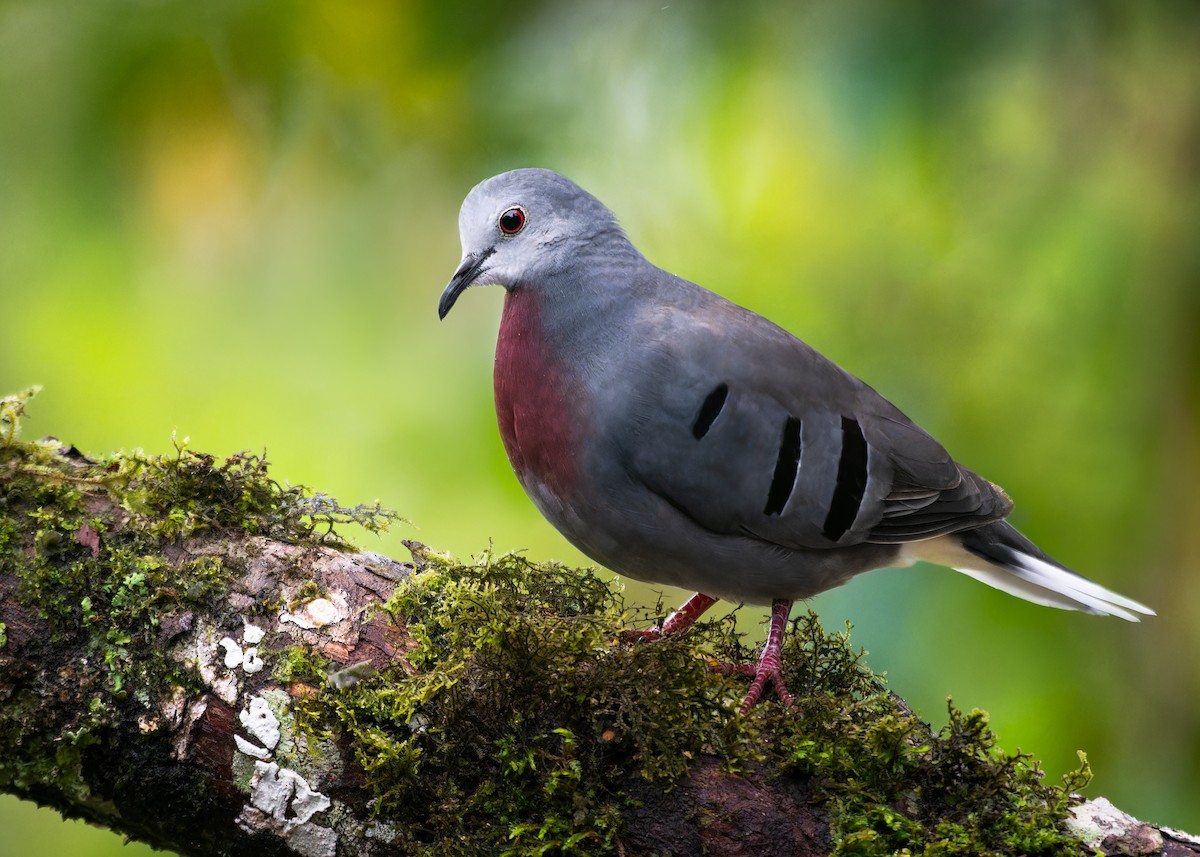 Maroon-chested Ground Dove - ML621903508