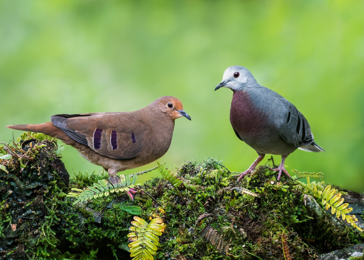 Maroon-chested Ground Dove - ML621903509