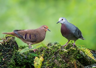  バード　 Dove Spotted dove - Wikipedia
