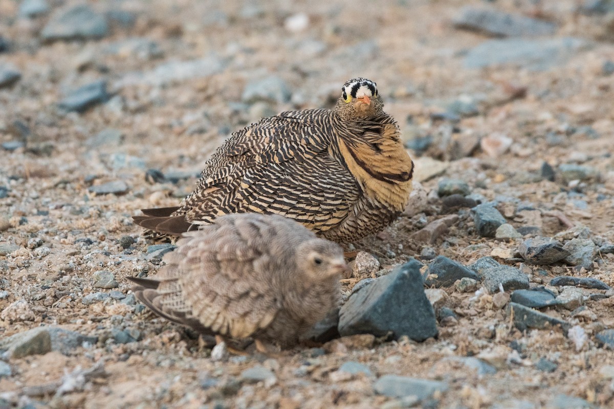 Lichtenstein's Sandgrouse - ML621903648