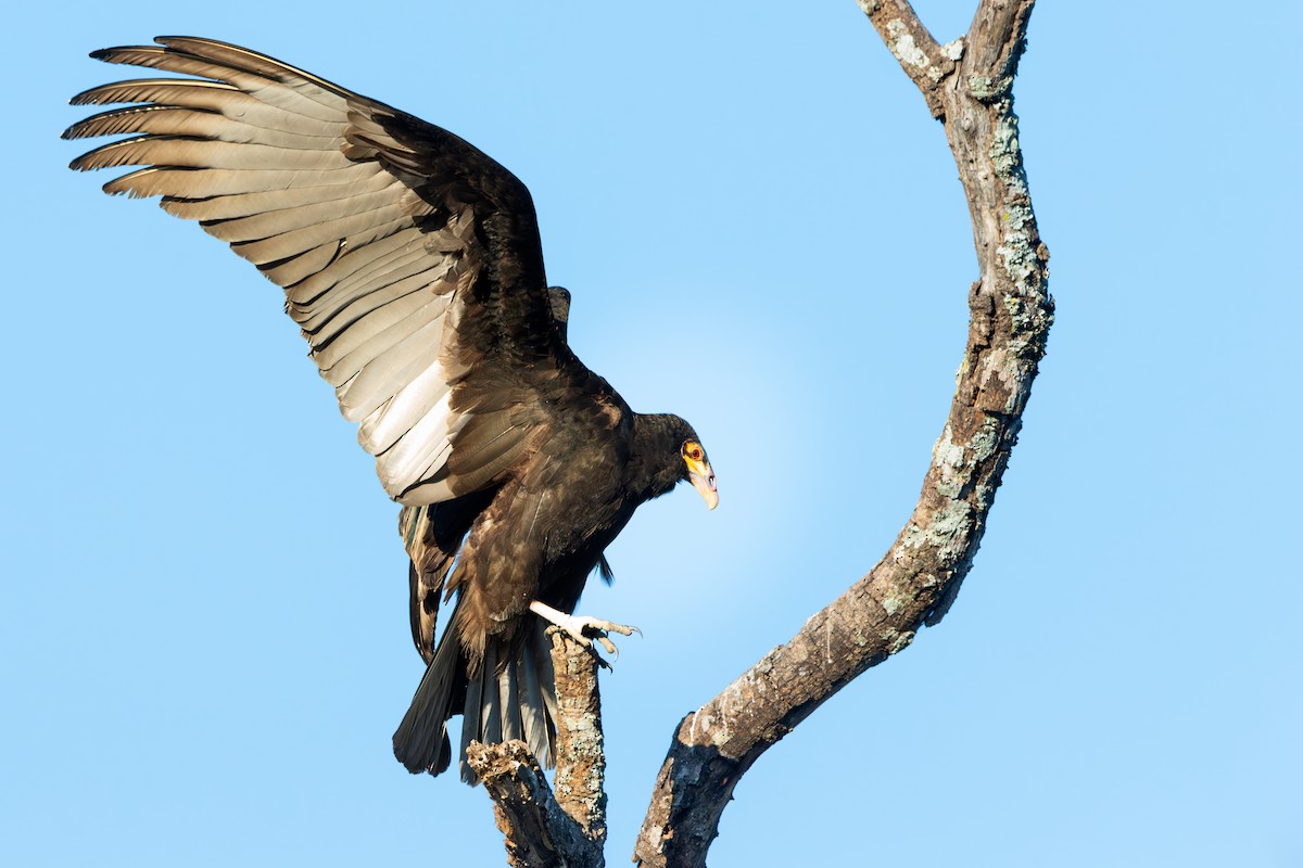 Lesser Yellow-headed Vulture - ML621903660