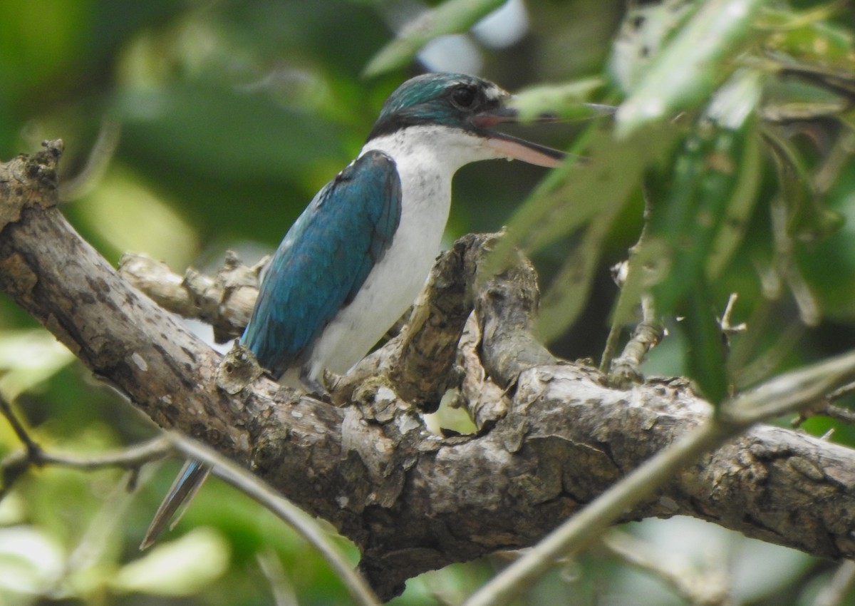 Collared Kingfisher (Oriental) - Praveen J