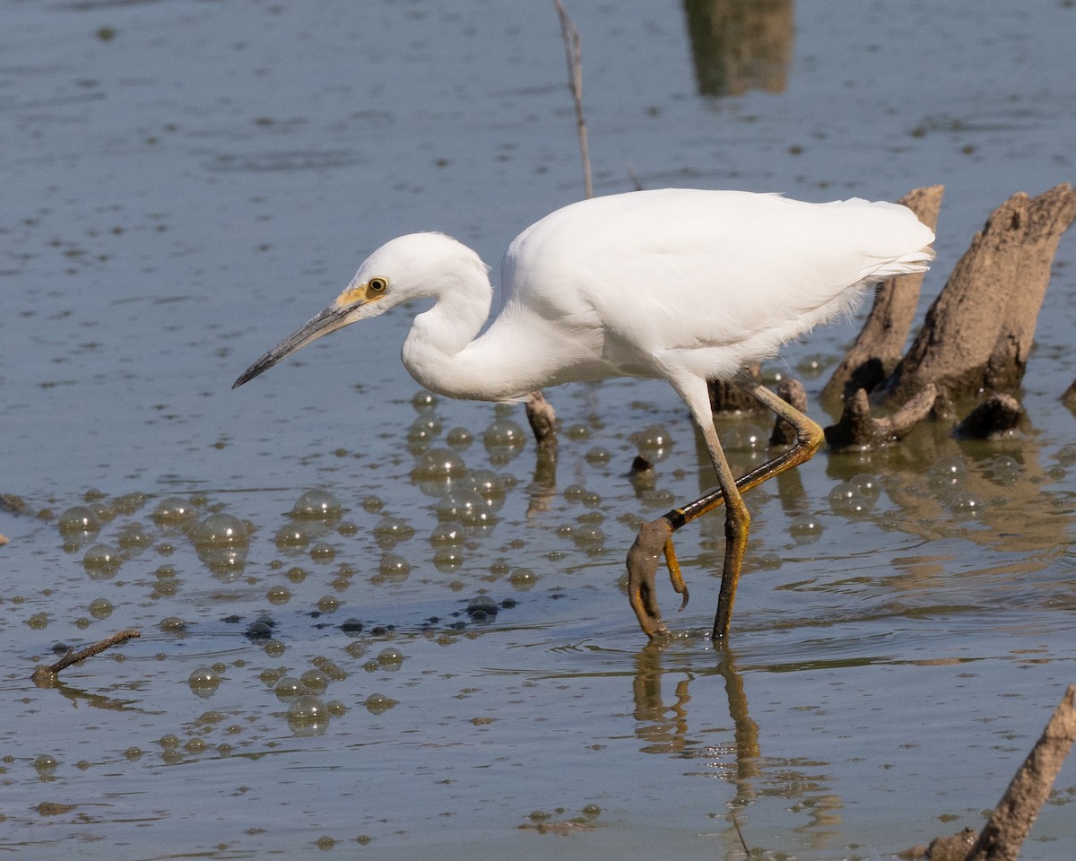 Snowy Egret - Dixie Sommers
