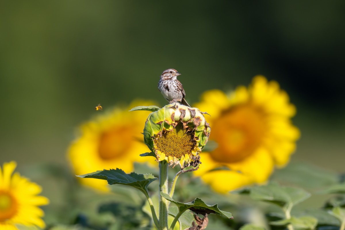 Song Sparrow - Billy Tran