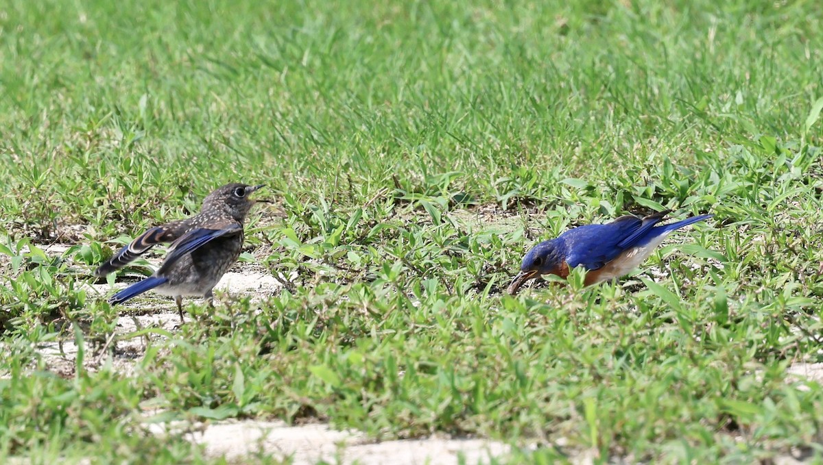 Eastern Bluebird - ML621904167