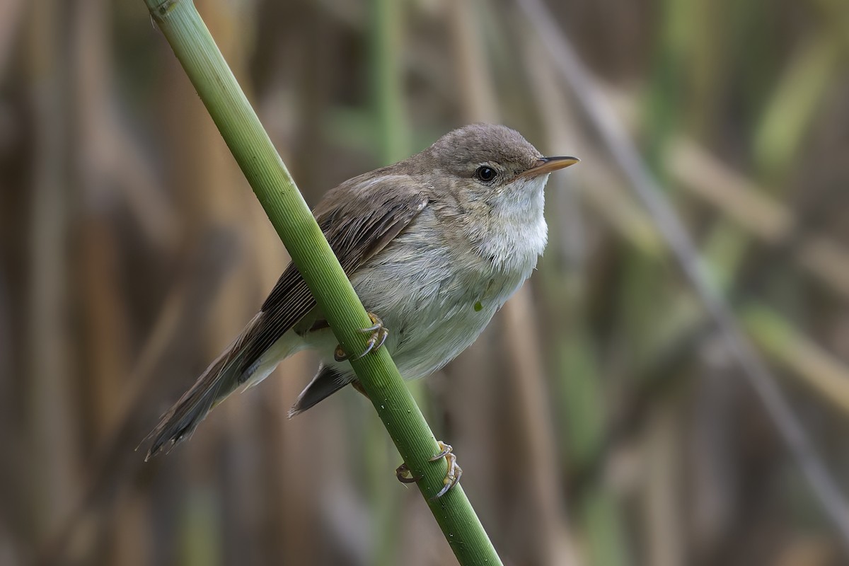 Common Reed Warbler - Jeff Maw