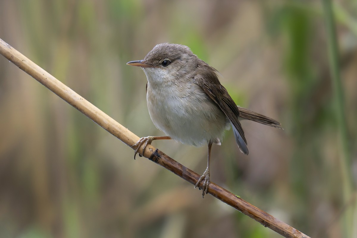 Common Reed Warbler - ML621904288