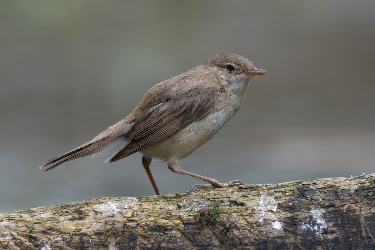 Common Reed Warbler - ML621904289