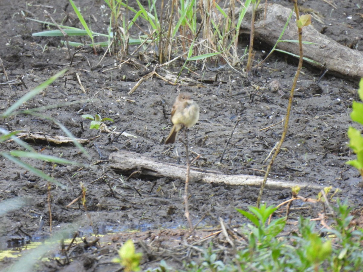 Willow Flycatcher - ML621904391