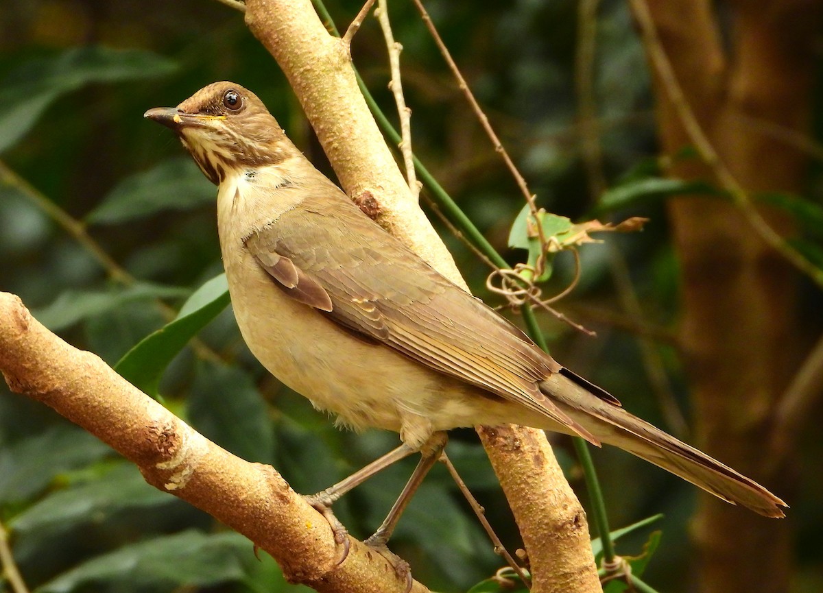 Creamy-bellied Thrush - ML621904403