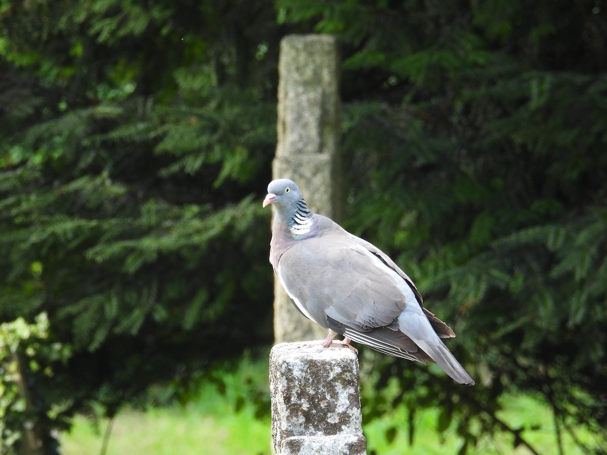 Common Wood-Pigeon - ML621904492