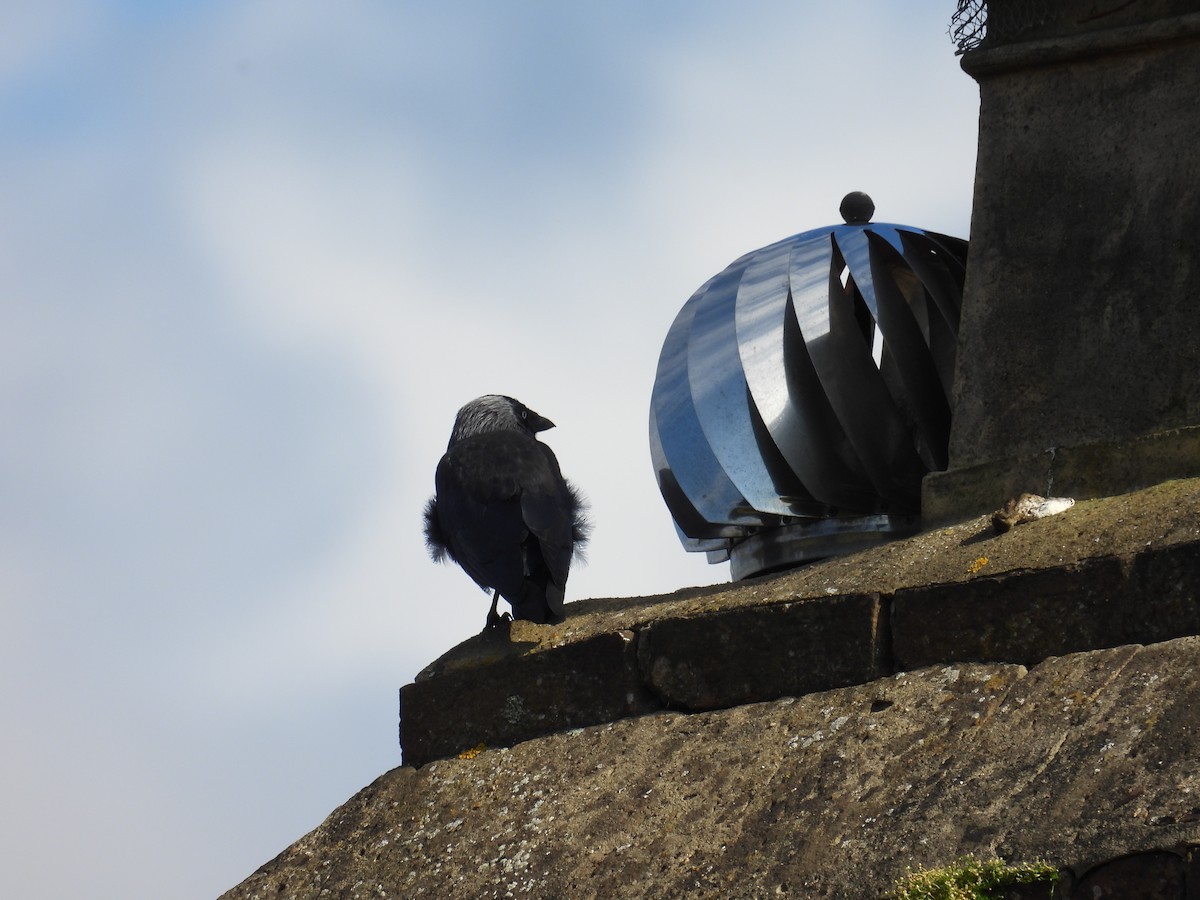 Eurasian Jackdaw - ML621904499