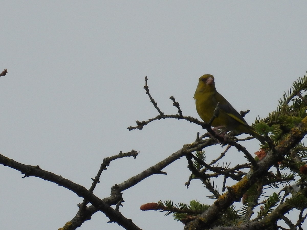 European Greenfinch - ML621904510