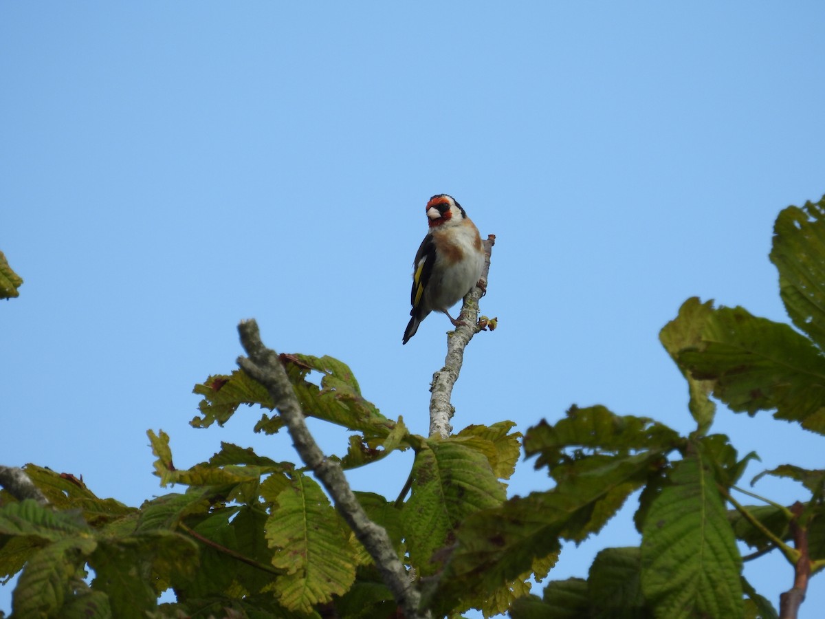 European Goldfinch - ML621904513