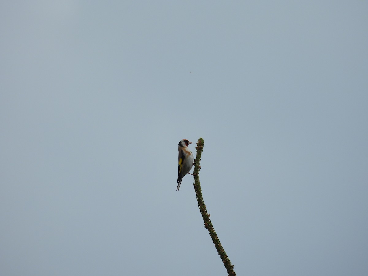 European Goldfinch - ML621904517