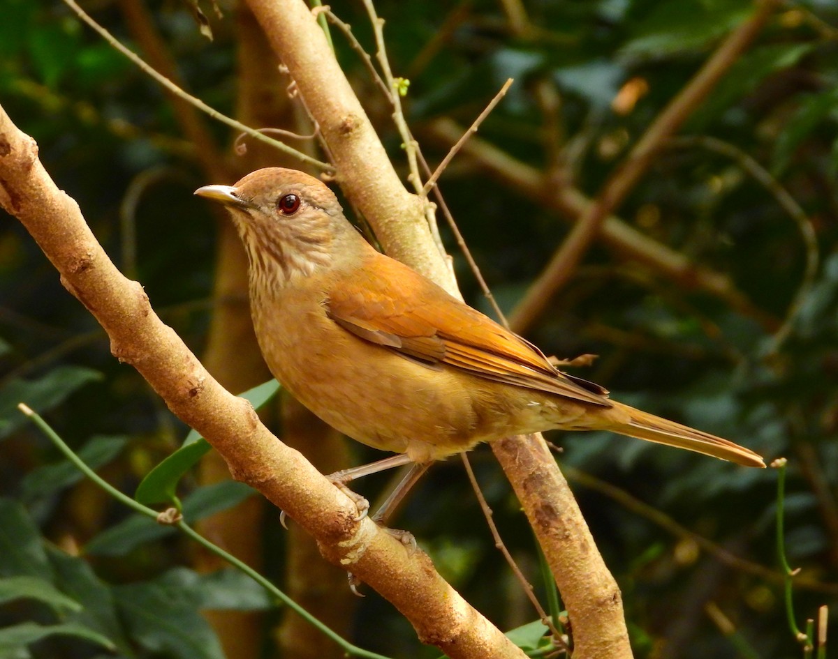 Pale-breasted Thrush - ML621904522