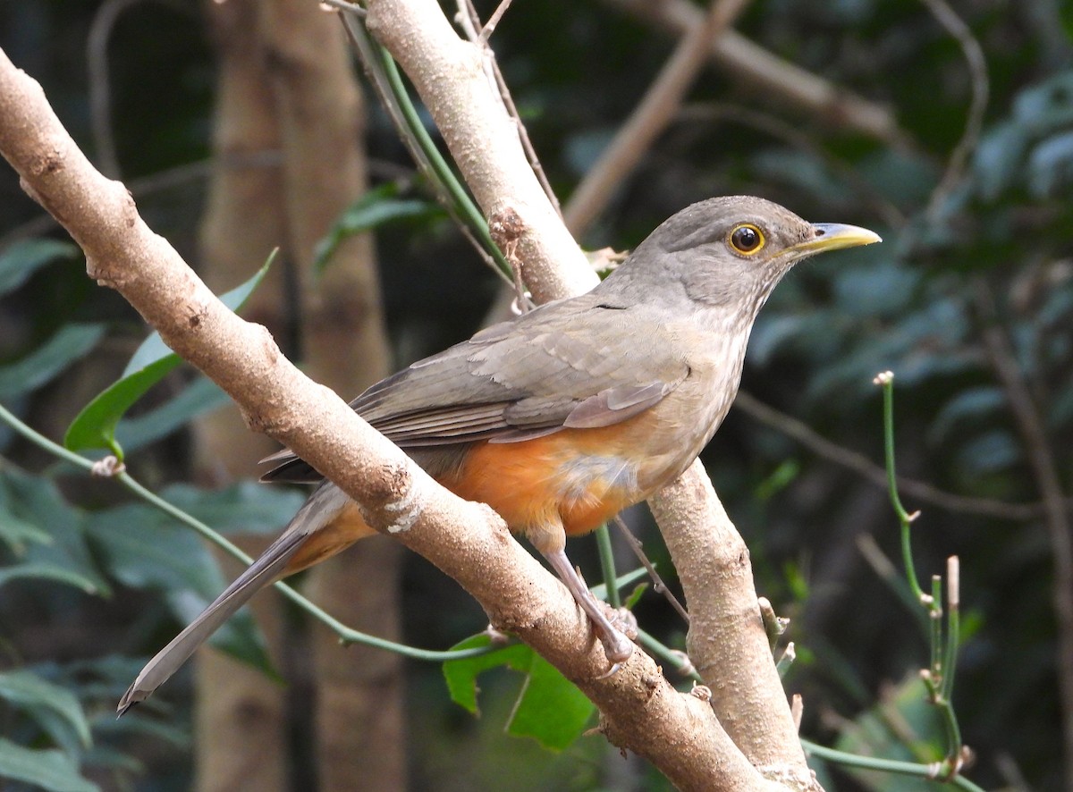 Rufous-bellied Thrush - ML621904548