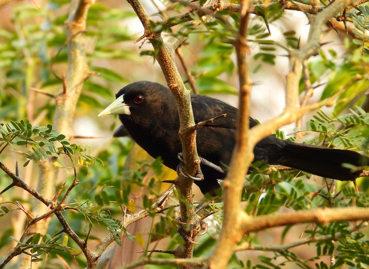 Solitary Black Cacique - ML621904586