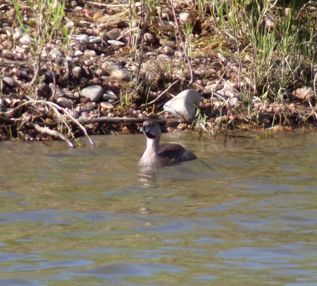 Pied-billed Grebe - ML621904604