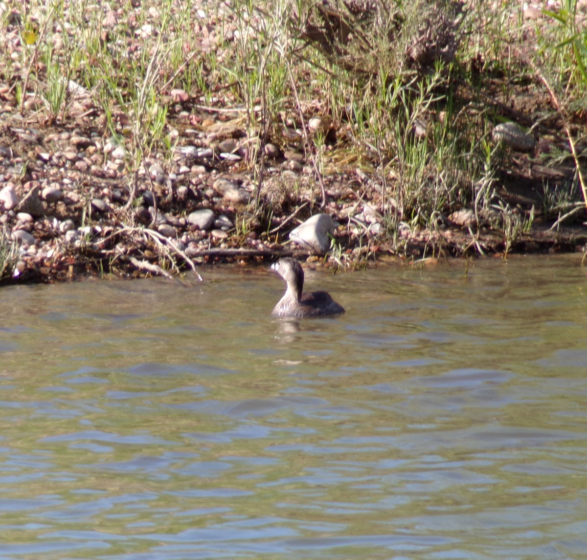 Pied-billed Grebe - ML621904608
