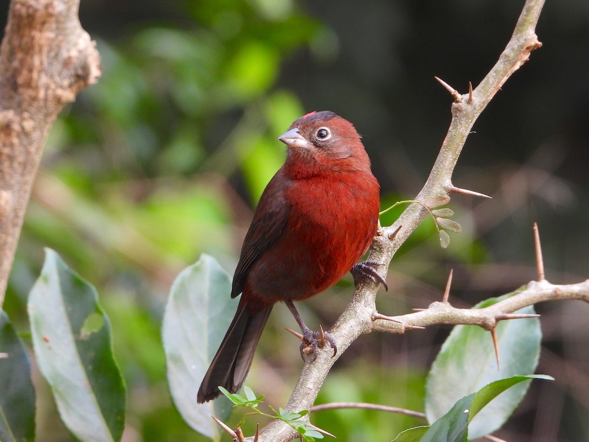 Red-crested Finch - ML621904611