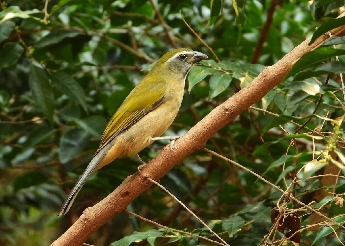 Green-winged Saltator - ML621904636